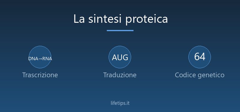 La sintesi proteica: trascrizione, traduzione e 12 esercizi svolti